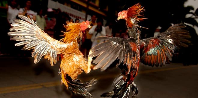 菲律宾博彩的最后底线：斗鸡