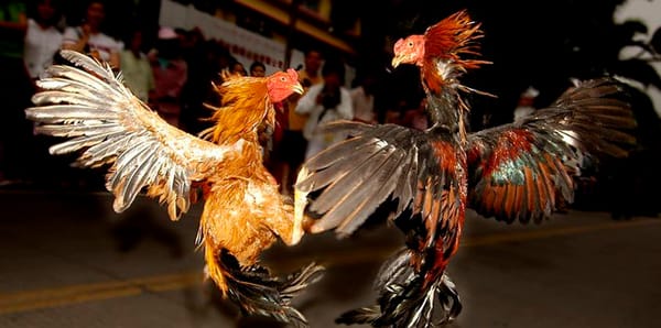 菲律宾博彩的最后底线：斗鸡
